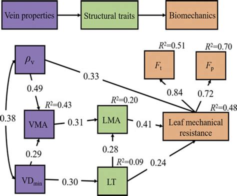 Linking vein properties to leaf biomechanics across 58 woody.